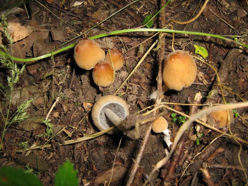 Ancora da Le Piastre (PT)